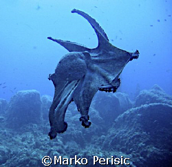 Octopus (octopus vulgaris) in full flight Calvi Corsica. by Marko Perisic 